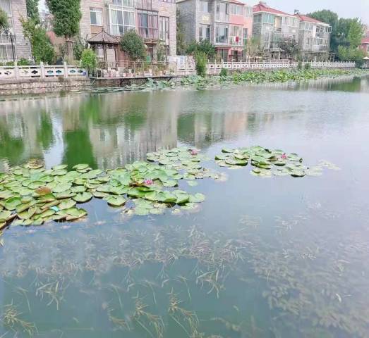 沉水植物群落構建技術